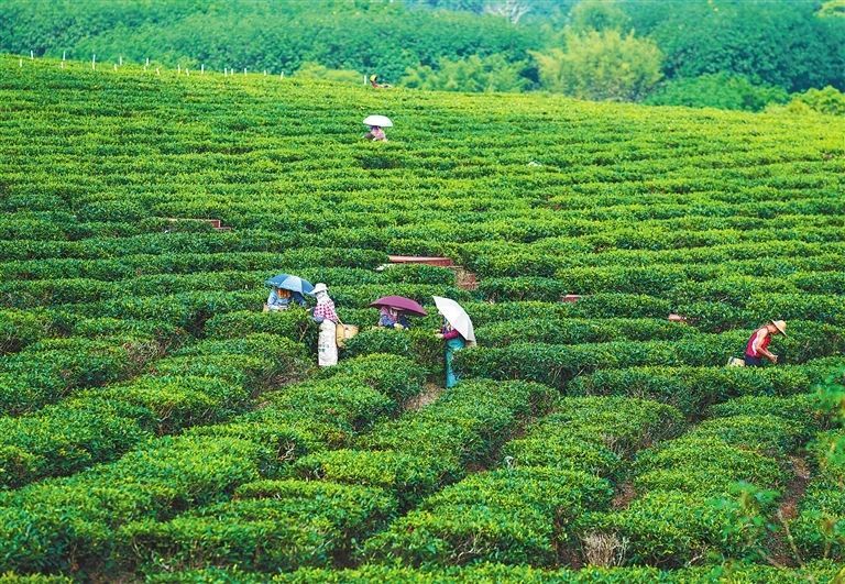 白沙依托热带雨林资源禀赋，发展大叶茶产业成效喜人 