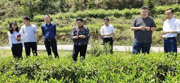 金沙县人大常委会：在监督工作上发力增效 以茶产业高质量发展推进乡村振兴 