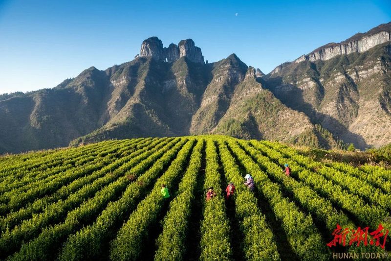 湘西州三县市荣获“2023年度重点产茶县域”全州茶叶总面积已突破90万亩，全省第一 