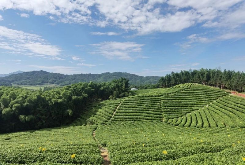 福建光泽县红茶产业的大格局 